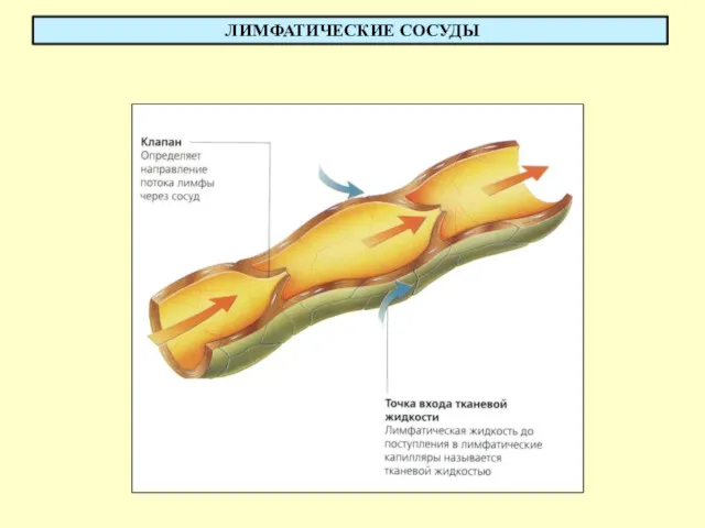 ЛИМФАТИЧЕСКИЕ СОСУДЫ