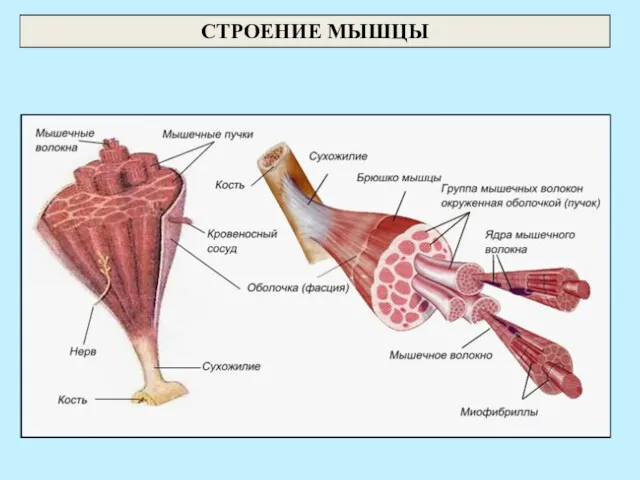 СТРОЕНИЕ МЫШЦЫ