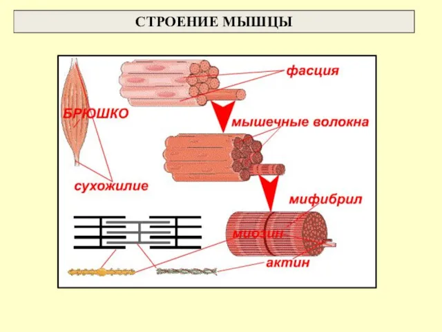 СТРОЕНИЕ МЫШЦЫ