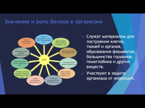 Значение и роль белков в организме Служат материалом для построения