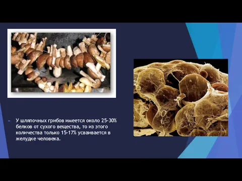 У шляпочных грибов имеется около 25-30% белков от сухого вещества,