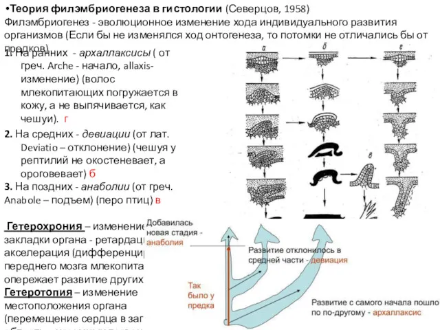 1. На ранних - архаллаксисы ( от греч. Arche -