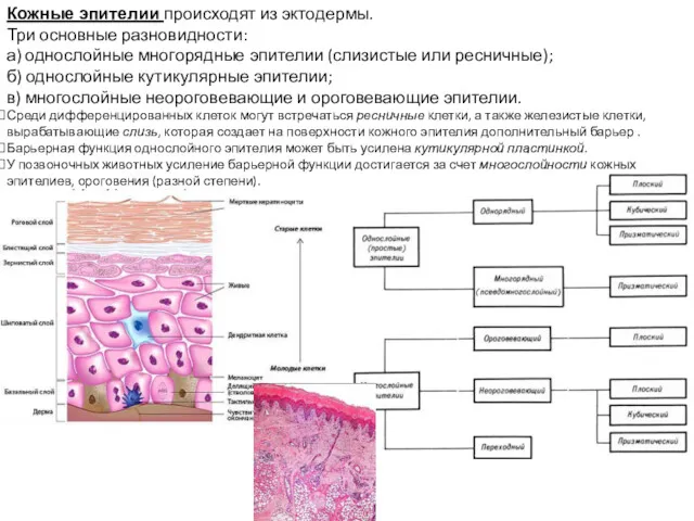 Кожные эпителии происходят из эктодермы. Три основные разновидности: а) однослойные