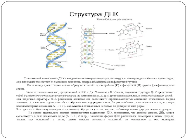 С химической точки зрения ДНК - это длинная полимерная молекула,