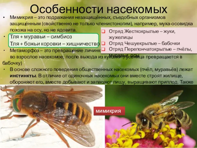 Особенности насекомых Мимикрия – это подражания незащищённых, съедобных организмов защищённым