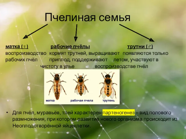 Пчелиная семья матка (♀) рабочие пчёлы трутни (♂) воспроизводство кормят