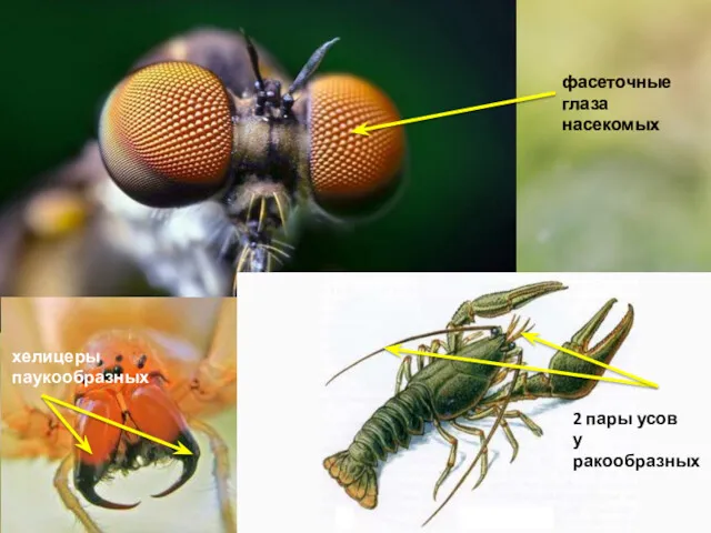 фасеточные глаза насекомых хелицеры паукообразных 2 пары усов у ракообразных