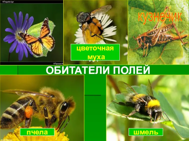 кузнечик пчела шмель цветочная муха ОБИТАТЕЛИ ПОЛЕЙ