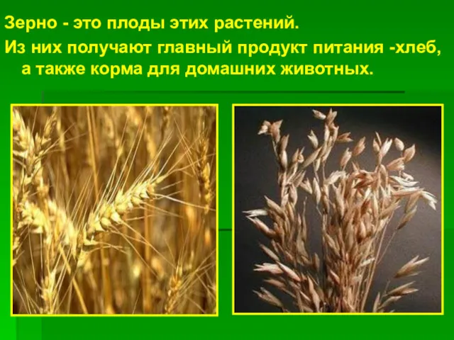 Зерно - это плоды этих растений. Из них получают главный продукт питания -хлеб,