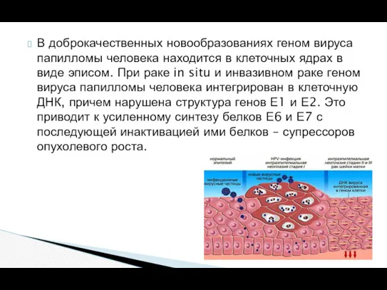 В доброкачественных новообразованиях геном вируса папилломы человека находится в клеточных