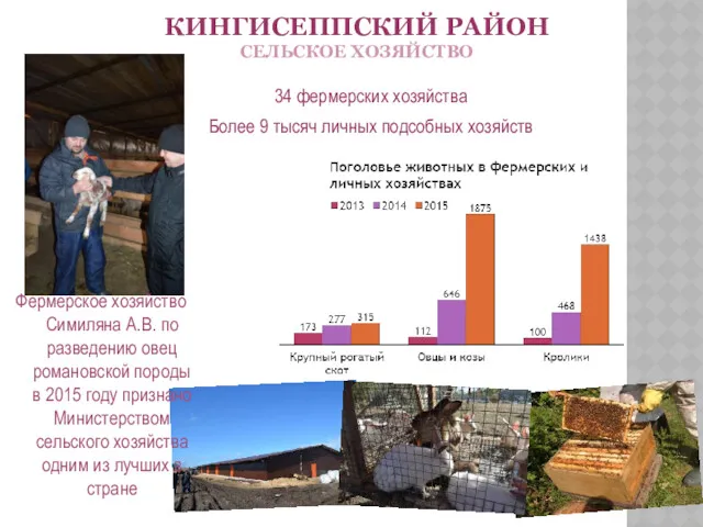 КИНГИСЕППСКИЙ РАЙОН СЕЛЬСКОЕ ХОЗЯЙСТВО 34 фермерских хозяйства Более 9 тысяч