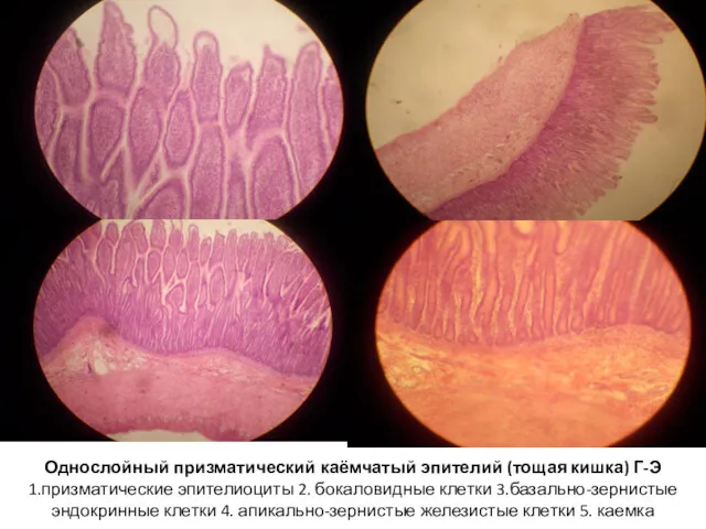 Однослойный призматический каёмчатый эпителий (тощая кишка) Г-Э 1.призматические эпителиоциты 2.