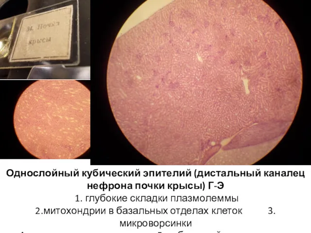 Однослойный кубический эпителий (дистальный каналец нефрона почки крысы) Г-Э 1.