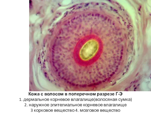 Кожа с волосом в поперечном разрезе Г-Э 1. дермальное корневое