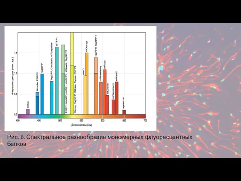 Рис. 6. Спектральное разнообразие мономерных флуоресцентных белков