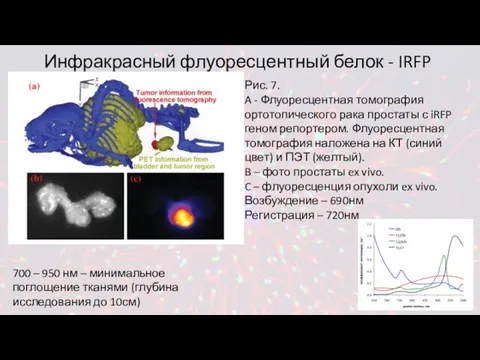 Инфракрасный флуоресцентный белок - IRFP Рис. 7. A - Флуоресцентная томография ортотопического рака