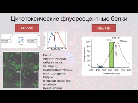 Цитотоксические флуоресцентные белки MiniSOG KillerRED Рис. 8. Апоптотическая гибель клеток HeLaKyoto, содержащих miniSOG