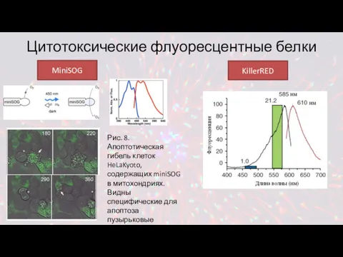Цитотоксические флуоресцентные белки MiniSOG KillerRED Рис. 8. Апоптотическая гибель клеток