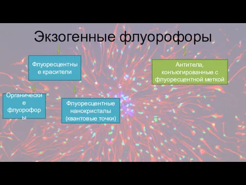Экзогенные флуорофоры Флуоресцентные красители Антитела, конъюгированные с флуоресцентной меткой Органические флуорофоры Флуоресцентные нанокристалы (квантовые точки)