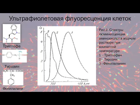 Ультрафиолетовая флуоресценция клеток Триптофан Тирозин Фенилаланин Рис.2. Спектры люминесценции аминокислот в водном растворе