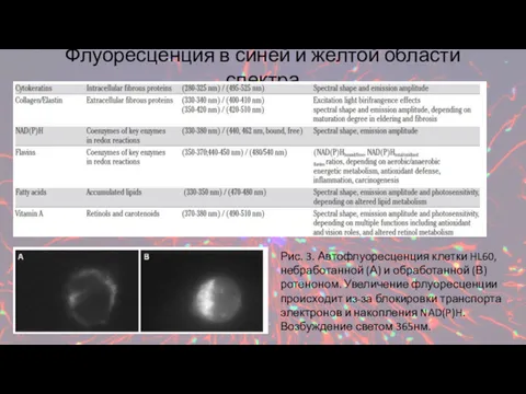 Флуоресценция в синей и желтой области спектра Рис. 3. Автофлуоресценция