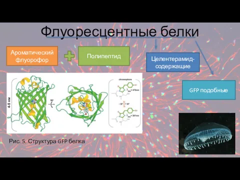 Флуоресцентные белки Ароматический флуорофор Полипептид GFP подобные Целентерамид-содержащие Рис. 5. Структура GFP белка