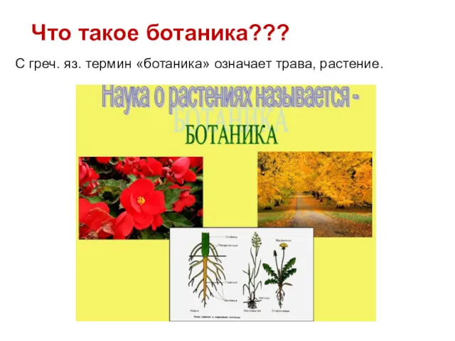 Что такое ботаника??? С греч. яз. термин «ботаника» означает трава, растение.