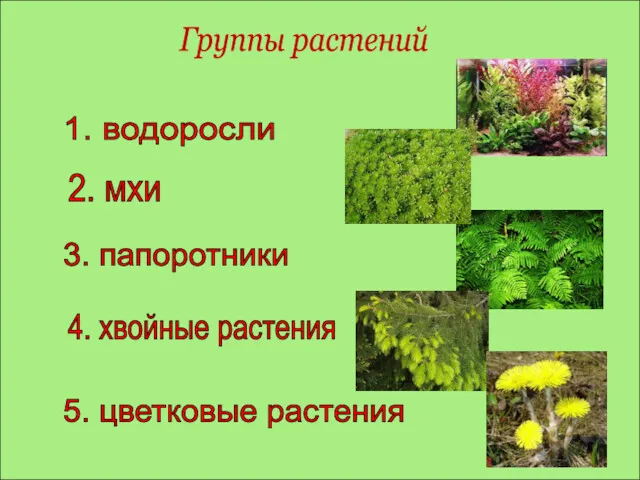 Группы растений 1. водоросли 2. мхи 3. папоротники 4. хвойные растения 5. цветковые растения