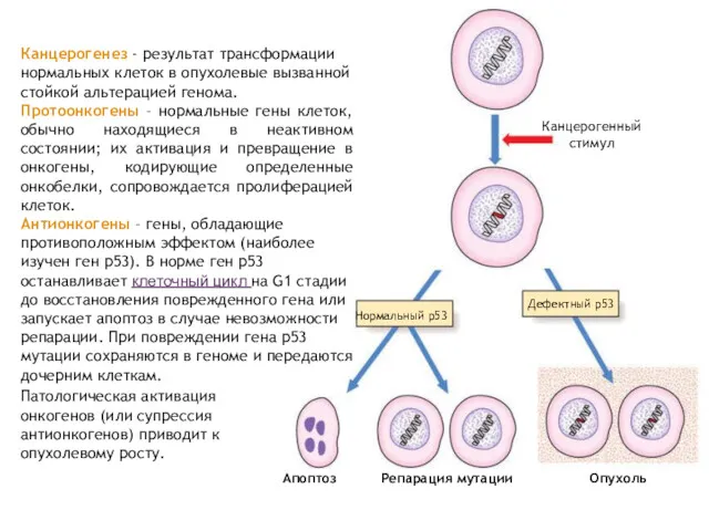 Канцерогенез - результат трансформации нормальных клеток в опухолевые вызванной стойкой