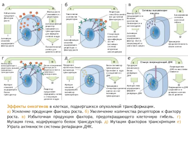 Активация онкогена кодирующего фактор роста Избыточная продукция факторов роста Фактор