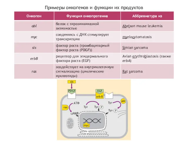 Примеры онкогенов и функции их продуктов АТФ цАМФ