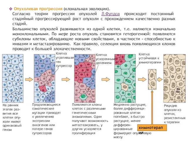 На ранних этапах раз-вития все клетки опу-холи имеют одинаковый геном