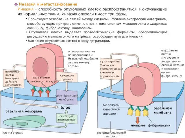 опухолевая клетка блокирует действие антипротеаз адгезивные молекулы и лиганды секреция