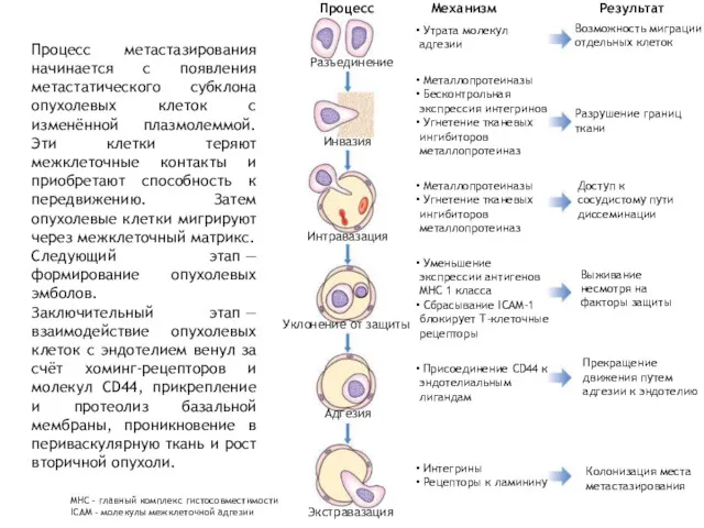 Процесс Экстравазация Адгезия Уклонение от защиты Интравазация Инвазия Разъединение Механизм