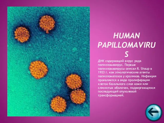 ДНК содержащий вирус рода папилломавирус. Первые папилломавирусы описал R. Shoup