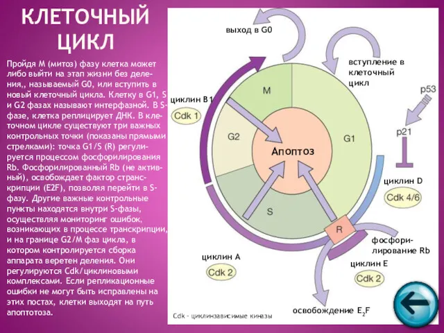 Пройдя M (митоз) фазу клетка может либо выйти на этап