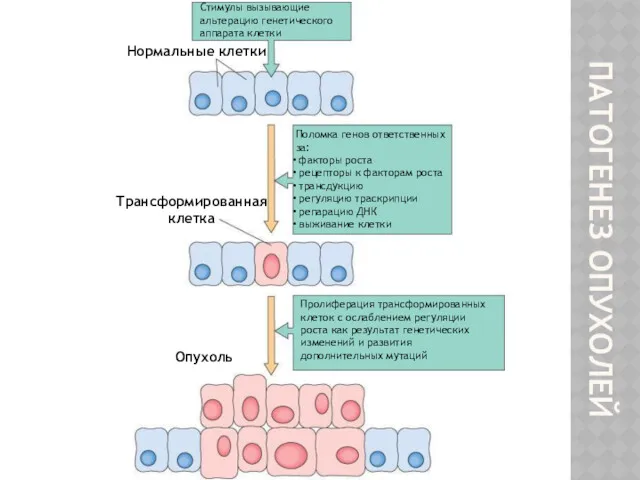 ПАТОГЕНЕЗ ОПУХОЛЕЙ Стимулы вызывающие альтерацию генетического аппарата клетки Поломка генов