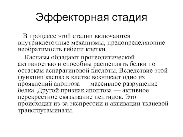 Эффекторная стадия В процессе этой стадии включаются внутриклеточные механизмы, предопределяющие