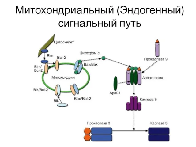 Митохондриальный (Эндогенный) сигнальный путь