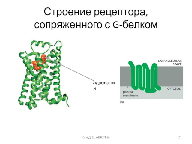 Строение рецептора, сопряженного с G-белком адреналин Ким Д. В. АШОП-19