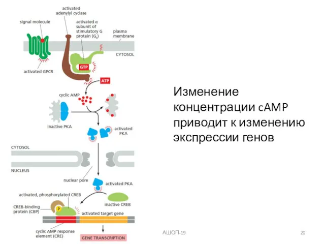 Изменение концентрации cAMP приводит к изменению экспрессии генов Ким Д. В. АШОП-19