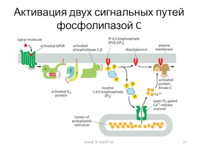 Активация двух сигнальных путей фосфолипазой C Ким Д. В. АШОП-19