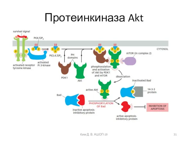 Протеинкиназа Akt Ким Д. В. АШОП-19