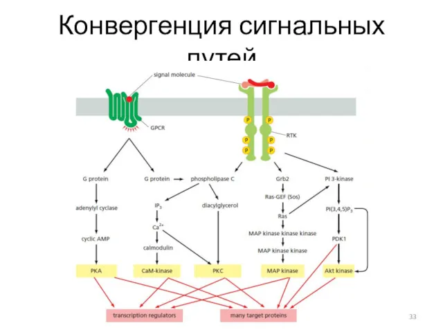 Конвергенция сигнальных путей Ким Д. В. АШОП-19