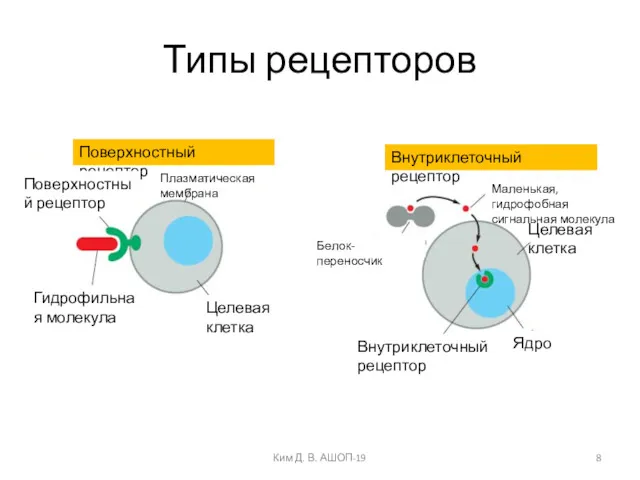 Типы рецепторов Ким Д. В. АШОП-19 Поверхностный рецептор Внутриклеточный рецептор