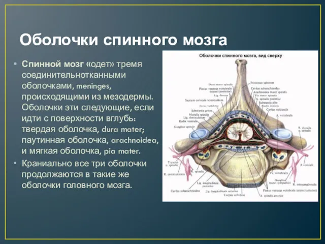Оболочки спинного мозга Спинной мозг «одет» тремя соединительнотканными оболочками, meninges, происходящими из мезодермы.