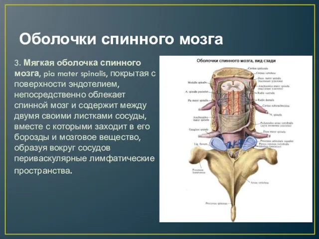 Оболочки спинного мозга 3. Мягкая оболочка спинного мозга, pia mater spinalis, покрытая с