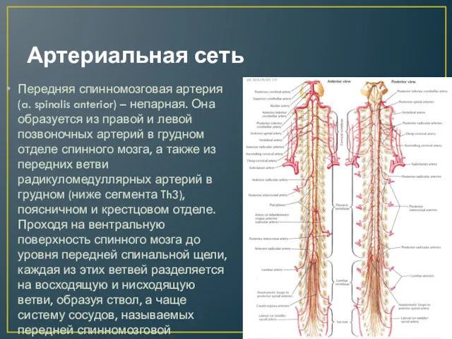 Артериальная сеть Передняя спинномозговая артерия (a. spinalis anterior) – непарная. Она образуется из
