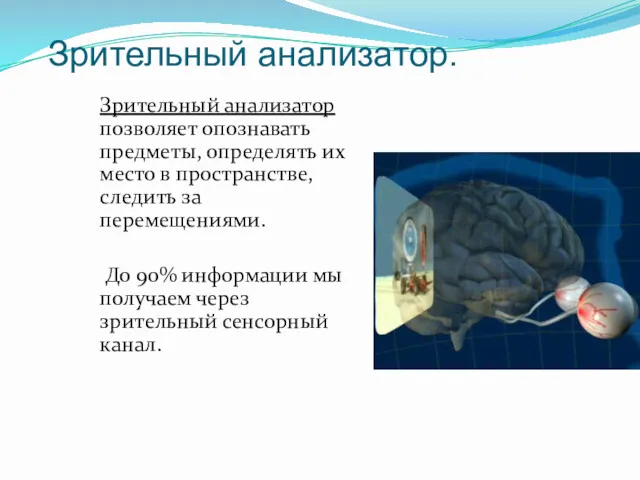 Зрительный анализатор. Зрительный анализатор позволяет опознавать предметы, определять их место