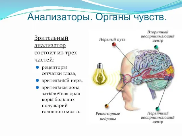 Анализаторы. Органы чувств. Зрительный анализатор состоит из трех частей: рецепторы